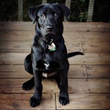 Entry image for Gotham