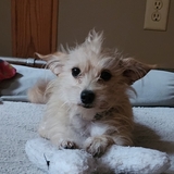 Entry image for Pixie