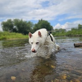 Entry image for Elsa