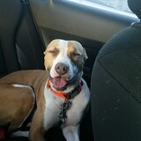 Entry image for Clementine