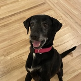 Entry image for Daisy