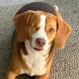 Entry image for Ryder