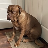 Entry image for Lucy