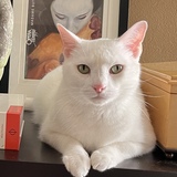 Entry image for Halston