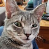 Entry image for Harry Potter