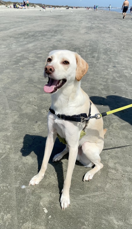 Entry image for Baron. Clicking this image will show a larger photo