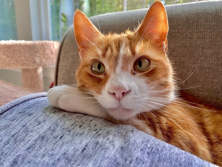 Entry image for Oliver. Clicking this image will show a larger photo