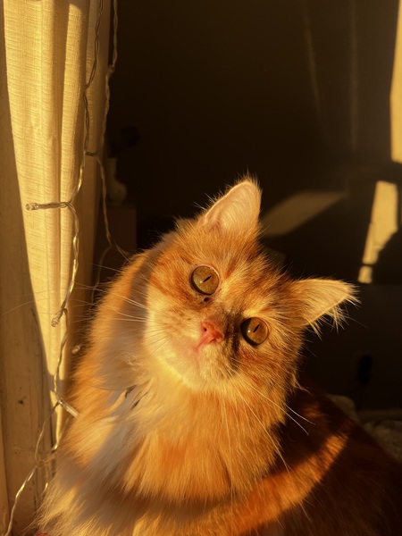 Entry image for Bean. Clicking this image will show a larger photo