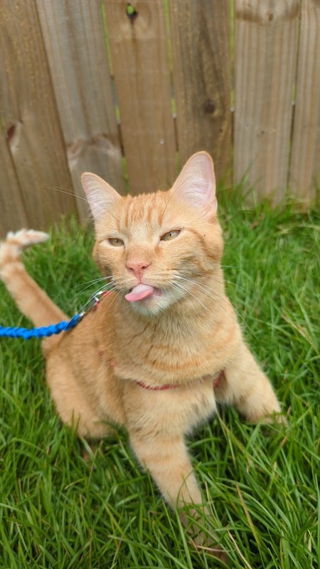 Entry image for Fish. Clicking this image will show a larger photo