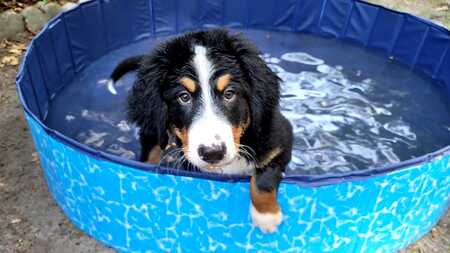 Entry image for Sherlock. Clicking this image will show a larger photo