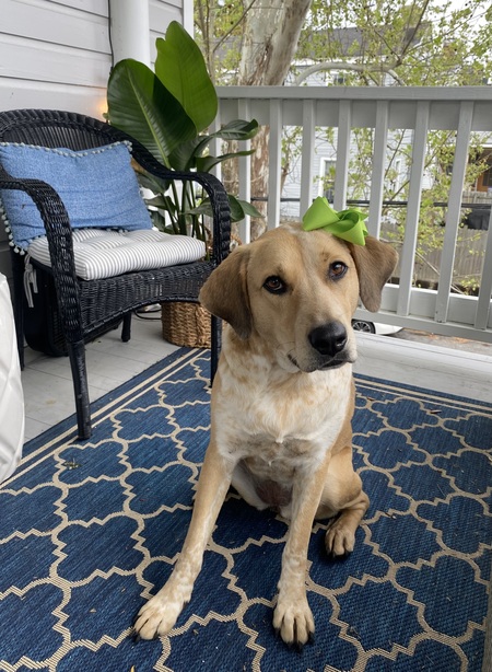 Entry image for Lucy. Clicking this image will show a larger photo