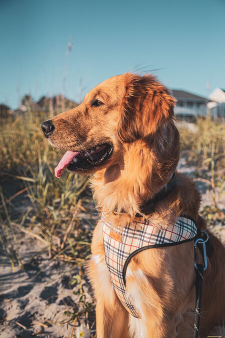 Entry image for Wesson. Clicking this image will show a larger photo