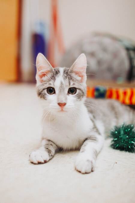 Entry image for Hineni. Clicking this image will show a larger photo