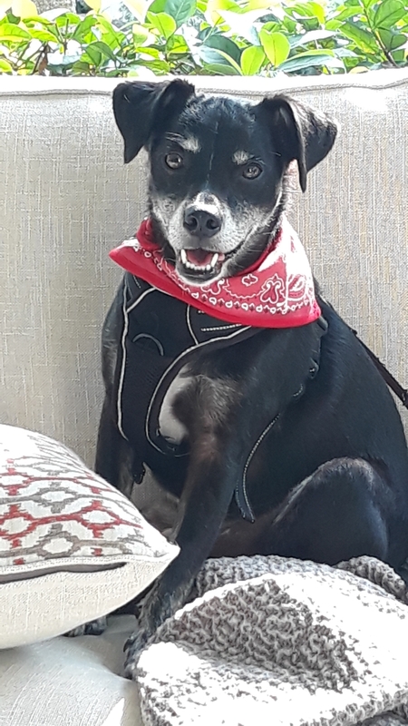 Entry image for Cowboy. Clicking this image will show a larger photo