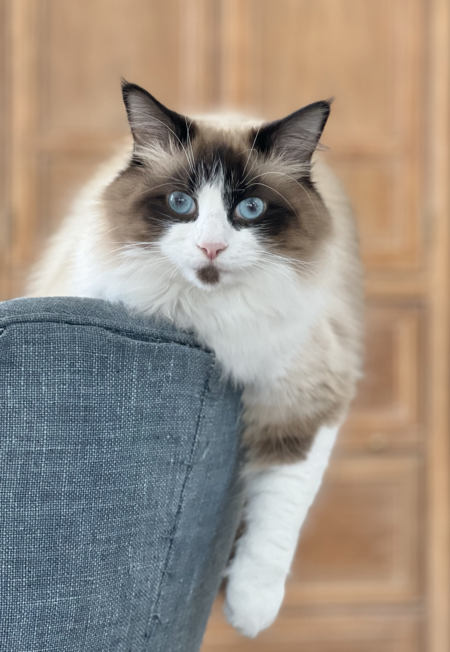 Entry image for Taz. Clicking this image will show a larger photo