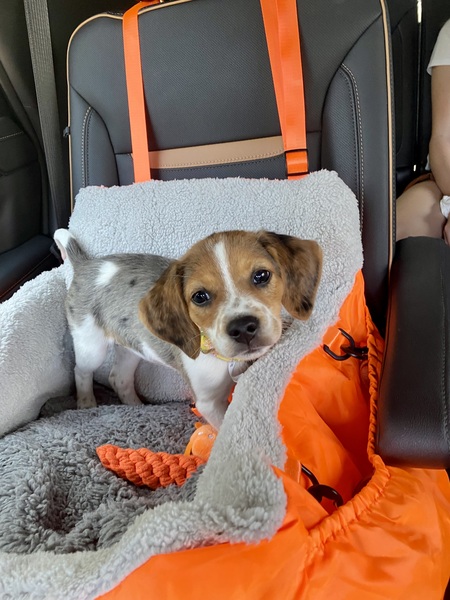 Entry image for Knox. Clicking this image will show a larger photo