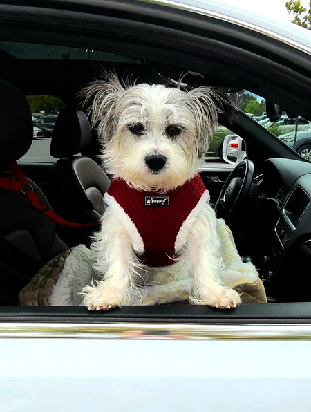 Entry image for Sophie . Clicking this image will show a larger photo