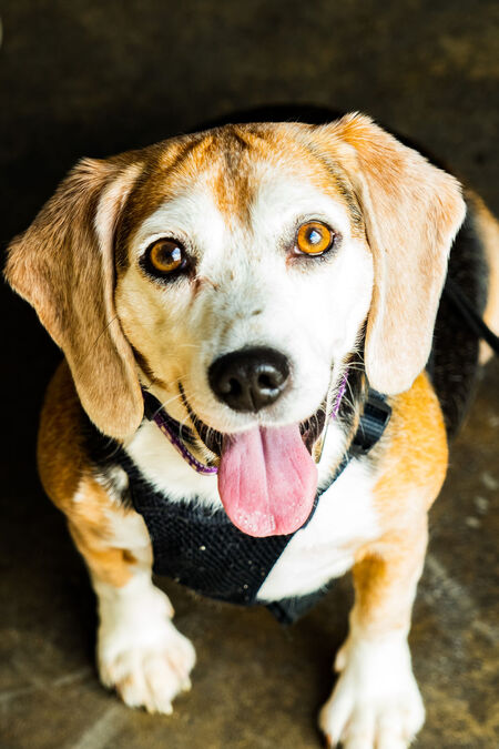 Entry image for Bailey. Clicking this image will show a larger photo