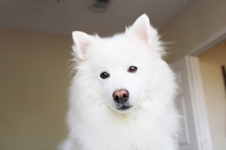 Entry image for Asa. Clicking this image will show a larger photo