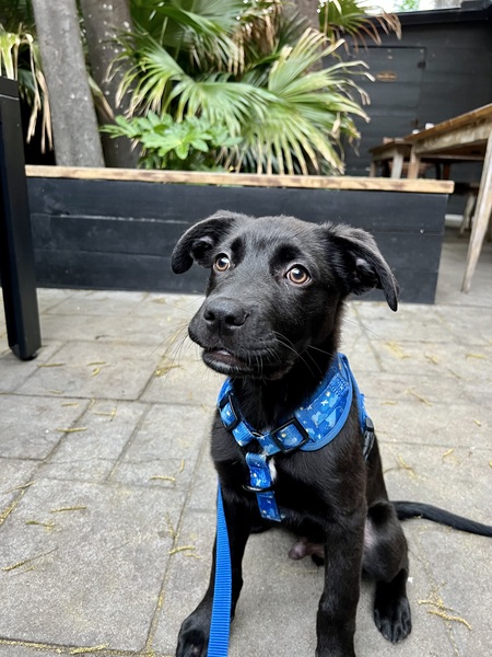 Entry image for Asher. Clicking this image will show a larger photo