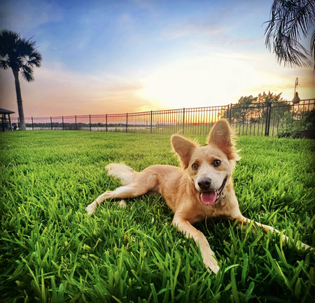 Entry image for Charley. Clicking this image will show a larger photo