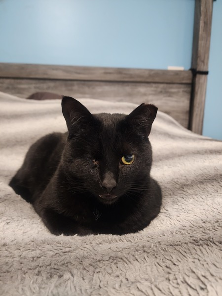 Entry image for Mama's Baby Kitty aka Jack Sparrow. Clicking this image will show a larger photo