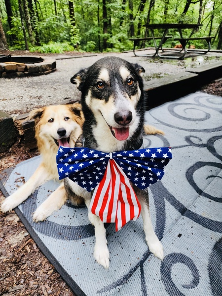 Entry image for Wylie. Clicking this image will show a larger photo