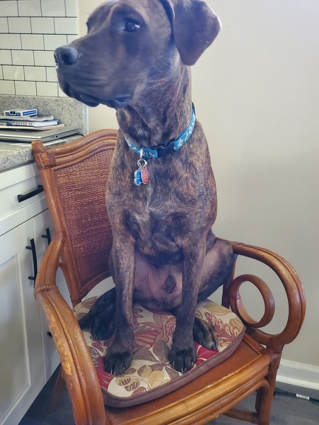 Entry image for Jake. Clicking this image will show a larger photo