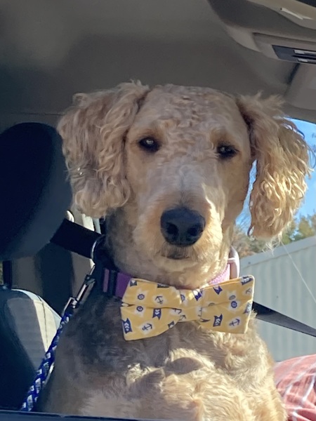 Entry image for Zelda. Clicking this image will show a larger photo