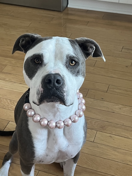 Entry image for Layla Rose . Clicking this image will show a larger photo