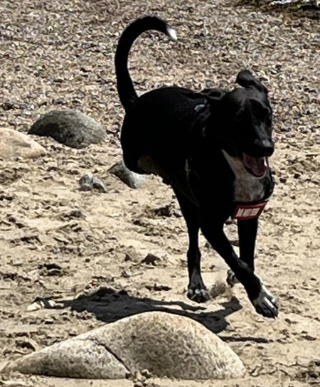 Entry image for Mingo. Clicking this image will show a larger photo