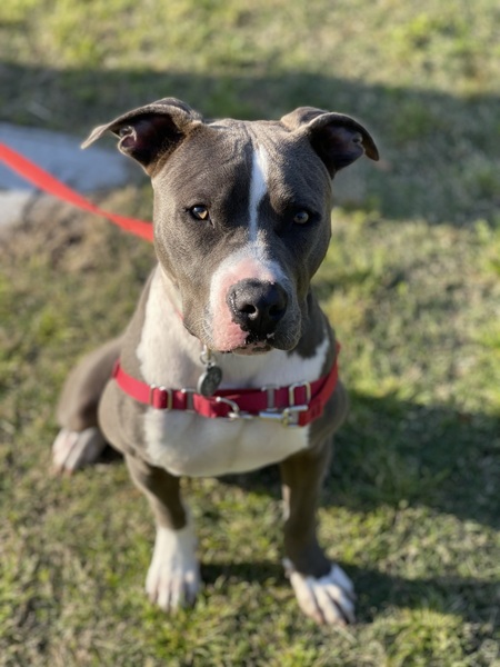 Entry image for Ace. Clicking this image will show a larger photo