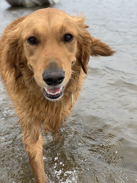 Entry image for Sook. Clicking this image will show a larger photo