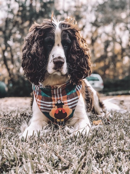 Entry image for Pacey. Clicking this image will show a larger photo