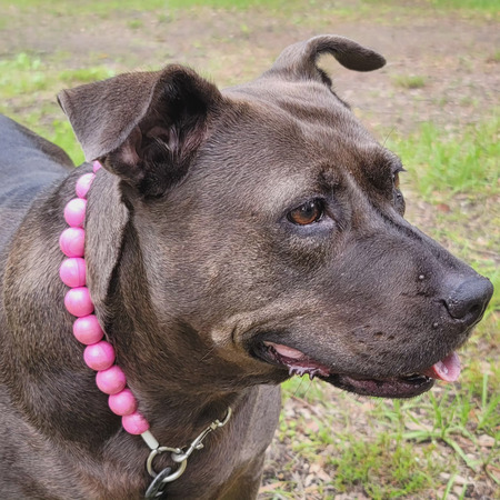 Entry image for Boo. Clicking this image will show a larger photo