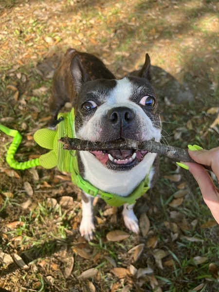 Entry image for Beaver. Clicking this image will show a larger photo