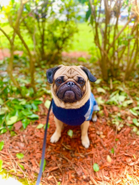 Entry image for Sir Stanley Cup aka Stanley. Clicking this image will show a larger photo