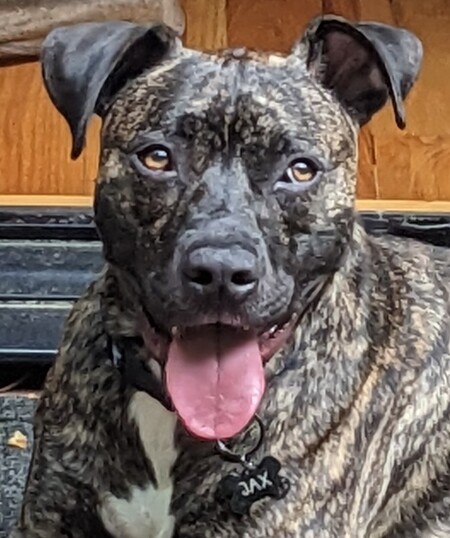 Entry image for Jax. Clicking this image will show a larger photo