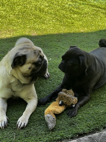 Entry image for Lemon Liu and Jello Man Fu. Clicking this image will show a larger photo