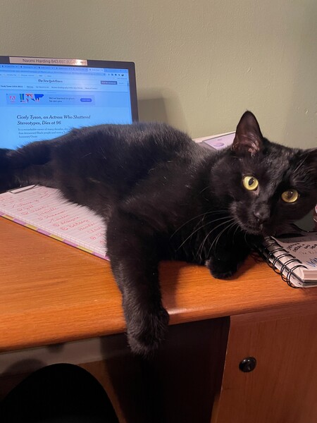 Entry image for Jack (aka Blackjack Finn Ross, Prince of CAS). Clicking this image will show a larger photo