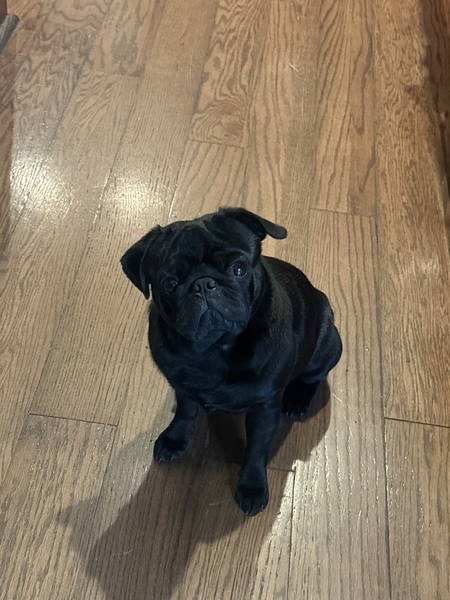 Entry image for Murphy . Clicking this image will show a larger photo