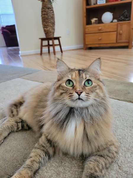 Entry image for Kasey "PatMah" Davis. Clicking this image will show a larger photo