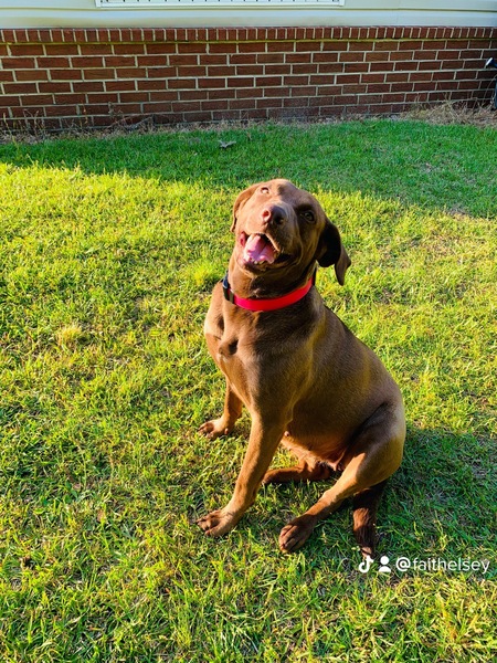 Entry image for Coco Elsey. Clicking this image will show a larger photo