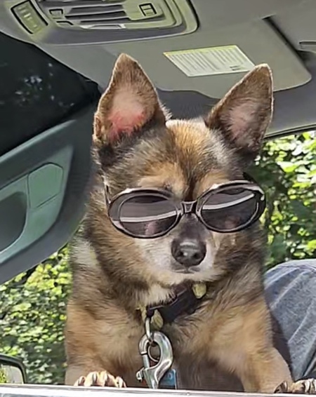 Entry image for Hercules. Clicking this image will show a larger photo