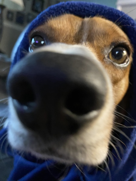 Entry image for Trigger. Clicking this image will show a larger photo