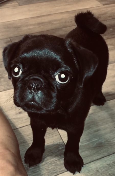 Entry image for Lemon Liu. Clicking this image will show a larger photo