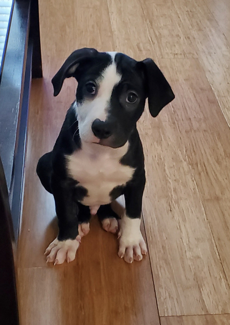 Entry image for Loki. Clicking this image will show a larger photo