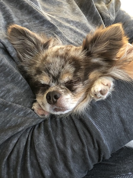 Entry image for FurBabyChip. Clicking this image will show a larger photo