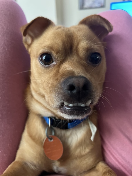 Entry image for Buddy. Clicking this image will show a larger photo