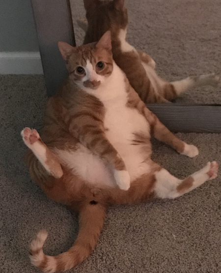 Entry image for Fergus. Clicking this image will show a larger photo